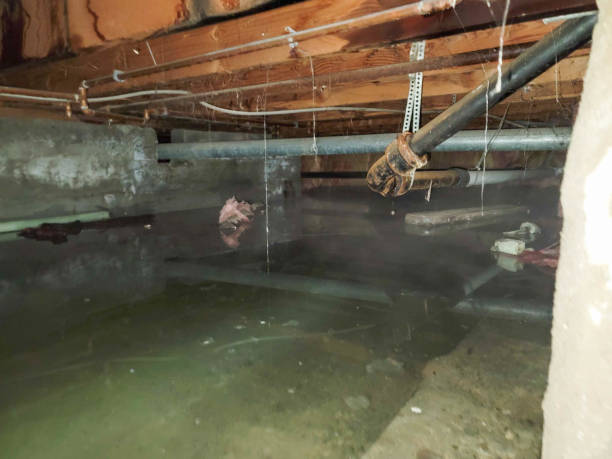 Best Professional water damage repair  in Angels, CA